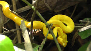 Striking Yellow Snake In The Wild Wallpaper