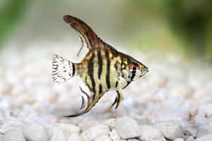 Striped Angelfish Swimming Aquarium Wallpaper