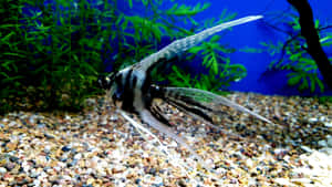 Striped Angelfishin Aquarium Wallpaper