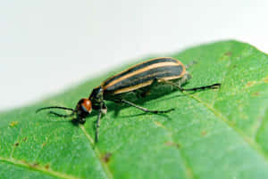 Striped Blister Beetleon Leaf.jpg Wallpaper