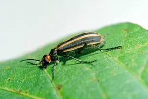 Striped Blister Beetleon Leaf.jpg Wallpaper