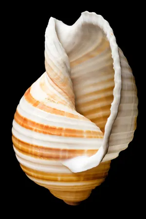 Striped Cockle Shellon Black Background Wallpaper