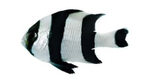 Striped Damselfish Profile Wallpaper