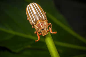 Striped June Bug On Green Stem.jpg Wallpaper