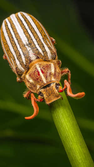 Striped June Bug On Stem.jpg Wallpaper