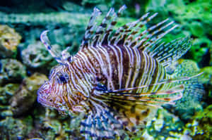 Striped Lionfish Underwater Scene Wallpaper