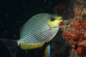 Striped Rabbitfish Underwater Wallpaper