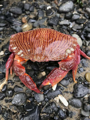 Striped Rock Crab On Pebbles.jpg Wallpaper