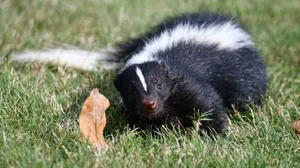 Striped Skunkin Grass Wallpaper