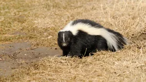 Striped Skunkin Grassy Field Wallpaper