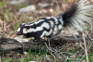 Striped Skunkin Natural Habitat.jpg Wallpaper