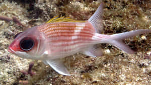 Striped Squirrelfish Underwater Wallpaper