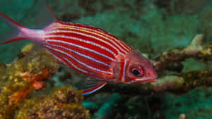 Striped Squirrelfish Underwater Wallpaper