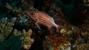 Striped Squirrelfish Underwater Scene.jpg Wallpaper