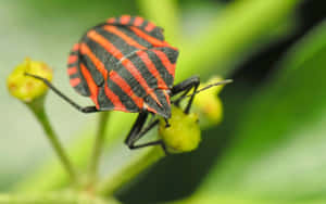 Striped Stink Bug On Plant Wallpaper