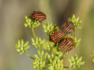 Striped Stink Bugson Plant Wallpaper