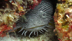 Striped Toadfish Hiding Underwater.jpg Wallpaper