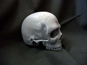 Stunning 3d Skull Artwork Wallpaper