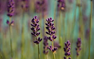 Stunning Aerial View Of The Rocky Mountains Wallpaper