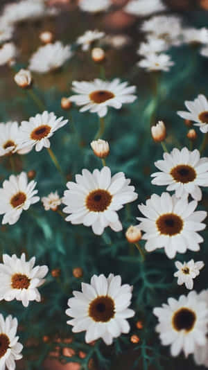 Stunning Aesthetic Daisy In Full Bloom Wallpaper