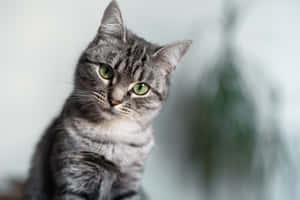 Stunning American Shorthair Cat Lounging On A Cozy Blanket Wallpaper