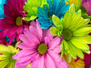 Stunning Assortment Of Vibrant Flowers Wallpaper