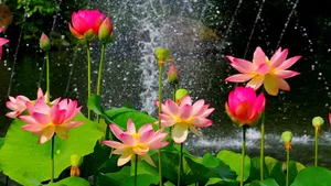 Stunning Aurora Borealis Over A Serene Winter Landscape Wallpaper