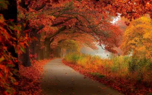 Stunning Autumn Foliage In The Forest Wallpaper