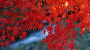 Stunning Autumn Landscape With Bright Fall Foliage Wallpaper