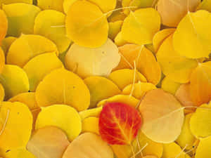 Stunning Autumn Yellow Leaves Wallpaper