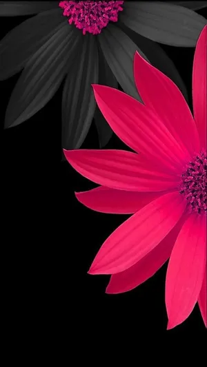 Stunning Black And Pink Floral Wallpaper Wallpaper