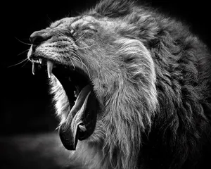 Stunning Black And White Portrait Of A Majestic Lion Wallpaper