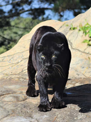 Stunning Black Leopard Wallpaper