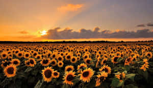 Stunning Blooming Flowers Amid Lush Landscape Wallpaper