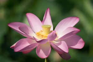 Stunning Blooming Flowers In A Vibrant Garden Wallpaper