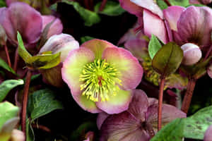 Stunning Blooming Flowers In A Vibrant Garden Wallpaper