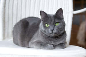 Stunning Blue Russian Cat Lounging Wallpaper