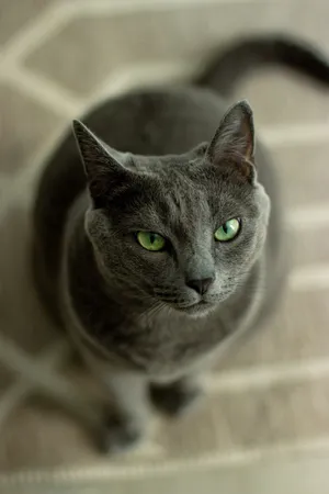 Stunning Blue Russian Cat Wallpaper