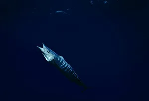 Stunning Blue Wahoo Fish Swimming In The Deep Ocean Wallpaper