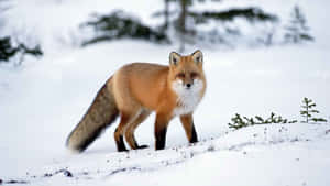 Stunning Brown Fox In The Wild Wallpaper