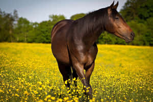 Stunning Brown Horse Galloping Across The Landscape Wallpaper