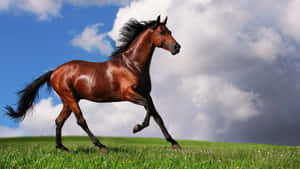 Stunning Brown Horse Galloping In A Green Meadow Wallpaper