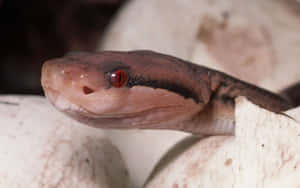 Stunning Brown Snake Slithering In The Wild Wallpaper