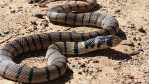 Stunning Brown Snake Up Close Wallpaper