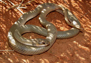 Stunning Brown Snake Up Close Wallpaper