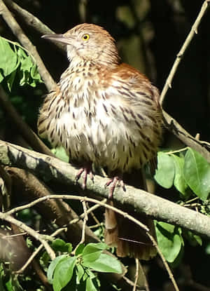 Stunning Brown Thrasher Perching On A Branch Wallpaper