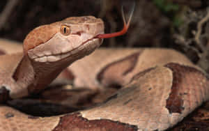 Stunning Close-up Of A Brown Snake Wallpaper