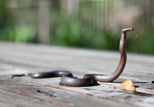 Stunning Close-up Of A Brown Snake In Its Natural Habitat Wallpaper