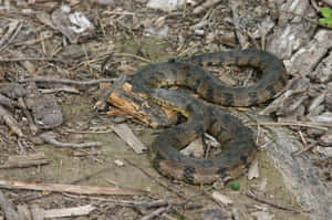 Stunning Close-up Of A Brown Snake Wallpaper