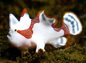 Stunning Close-up Of A Colorful Frogfish In Its Natural Habitat Wallpaper